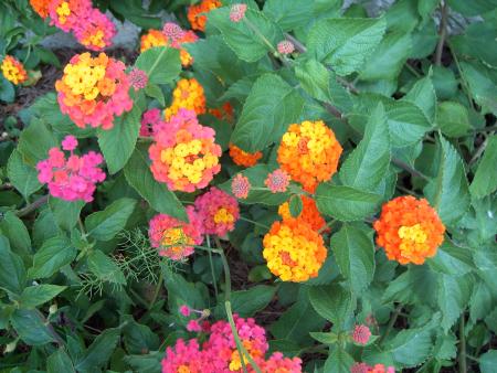 Jardin de mon p�re