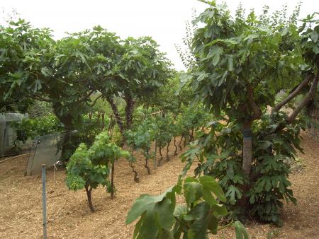 Jardin de mon p�re