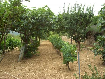 Jardin de mon p�re