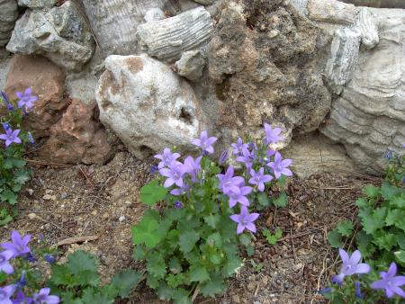 Jardin de mon p�re