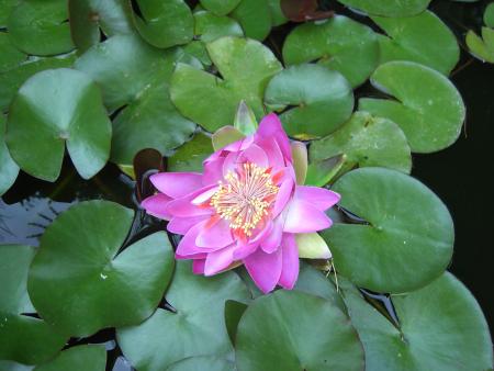 Jardin de mon p�re