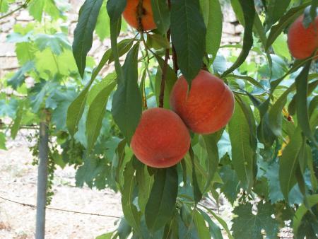 Jardin de mon p�re