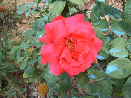 Jardin de mon p�re