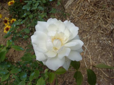 Jardin de mon p�re