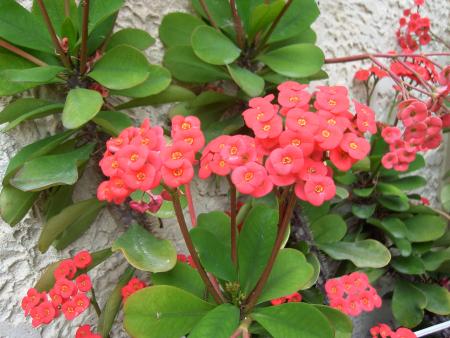 Jardin de mon p�re