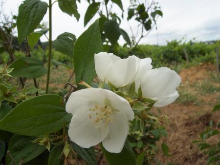 Jardin de mon p�re