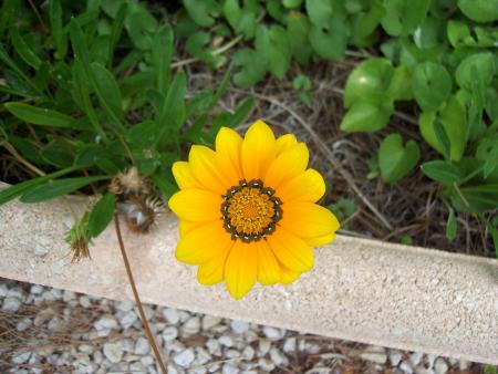 Jardin de mon p�re