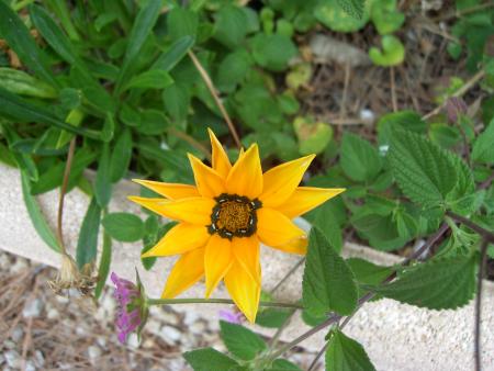 Jardin de mon p�re