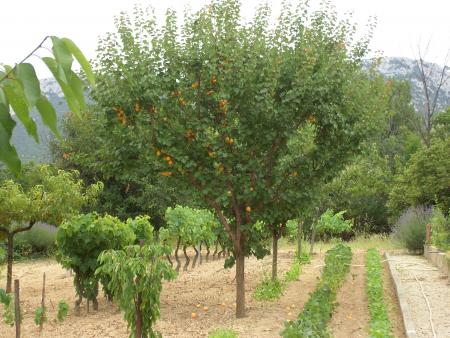 Jardin de mon p�re