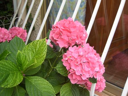 Jardin de mon p�re