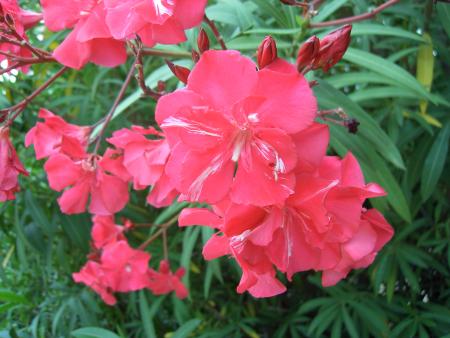 Jardin de mon p�re