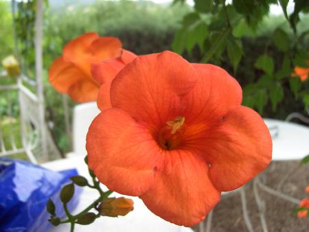 Jardin de mon p�re