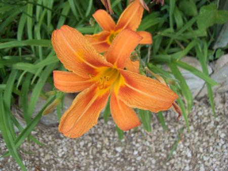 Jardin de mon p�re