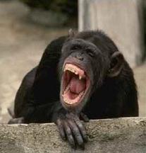 Incivisme, manque de respect 